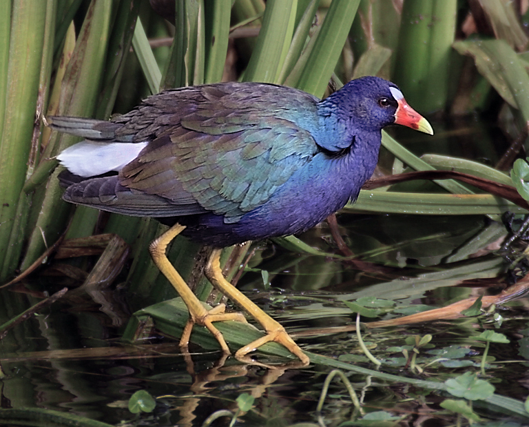 Purple Gallinule on the Pond 1a   P O'Malley